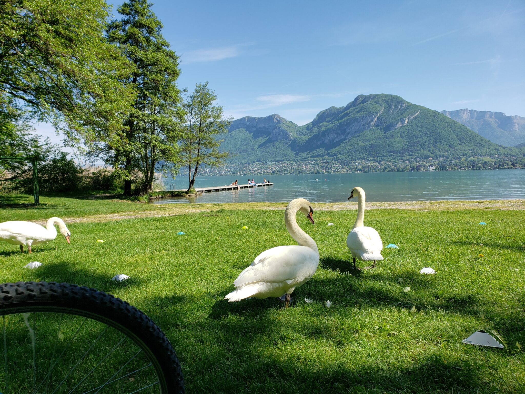 Les Cygnes du lac d'Annecy à Saint Jorioz
