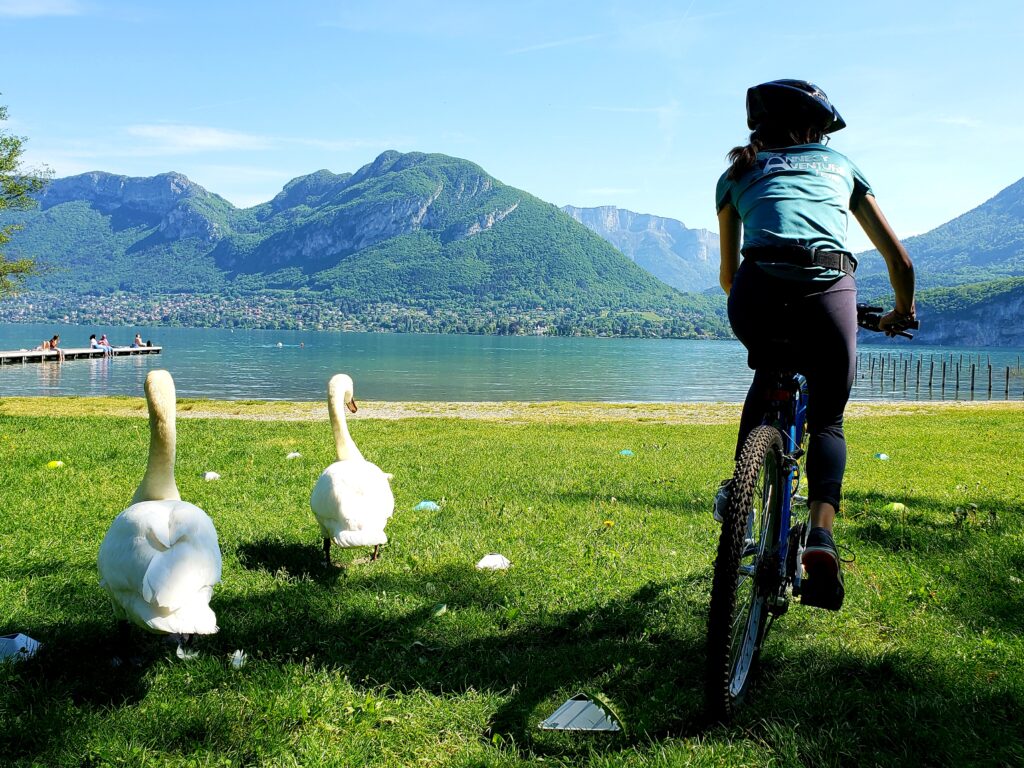 Team building à Annecy avec ces cygnes et son lac